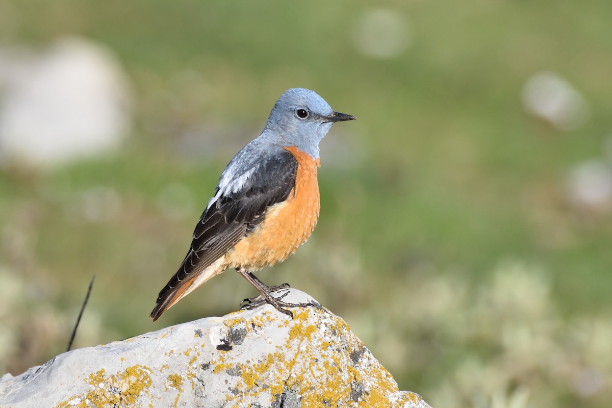 Rufous-tailed Rock-Thrush - Santiago Caballero Carrera