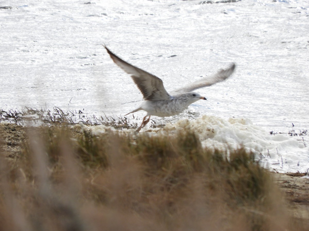 Ring-billed Gull - ML183113941