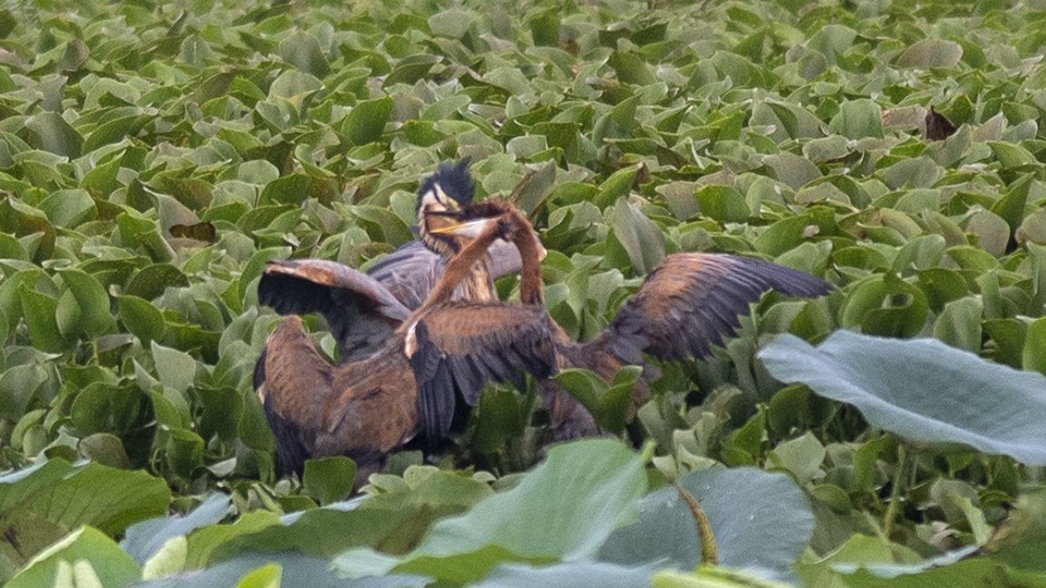 Purple Heron - Vaidehi  Gunjal