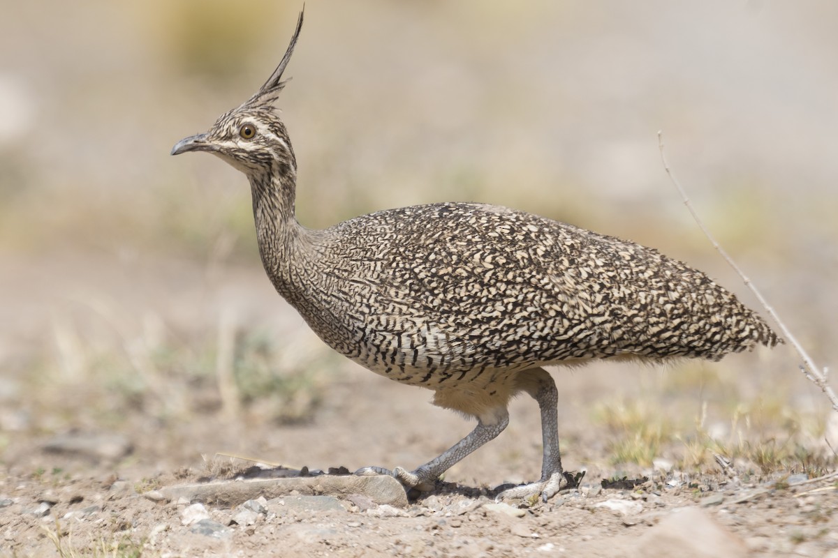 Elegant Crested-Tinamou - Martín Perez