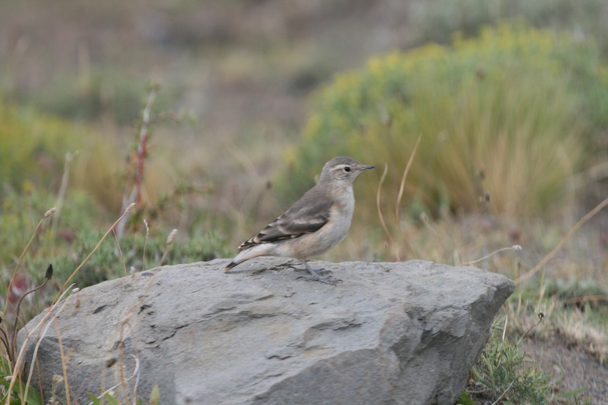 Rufous-banded Miner - ML183116151