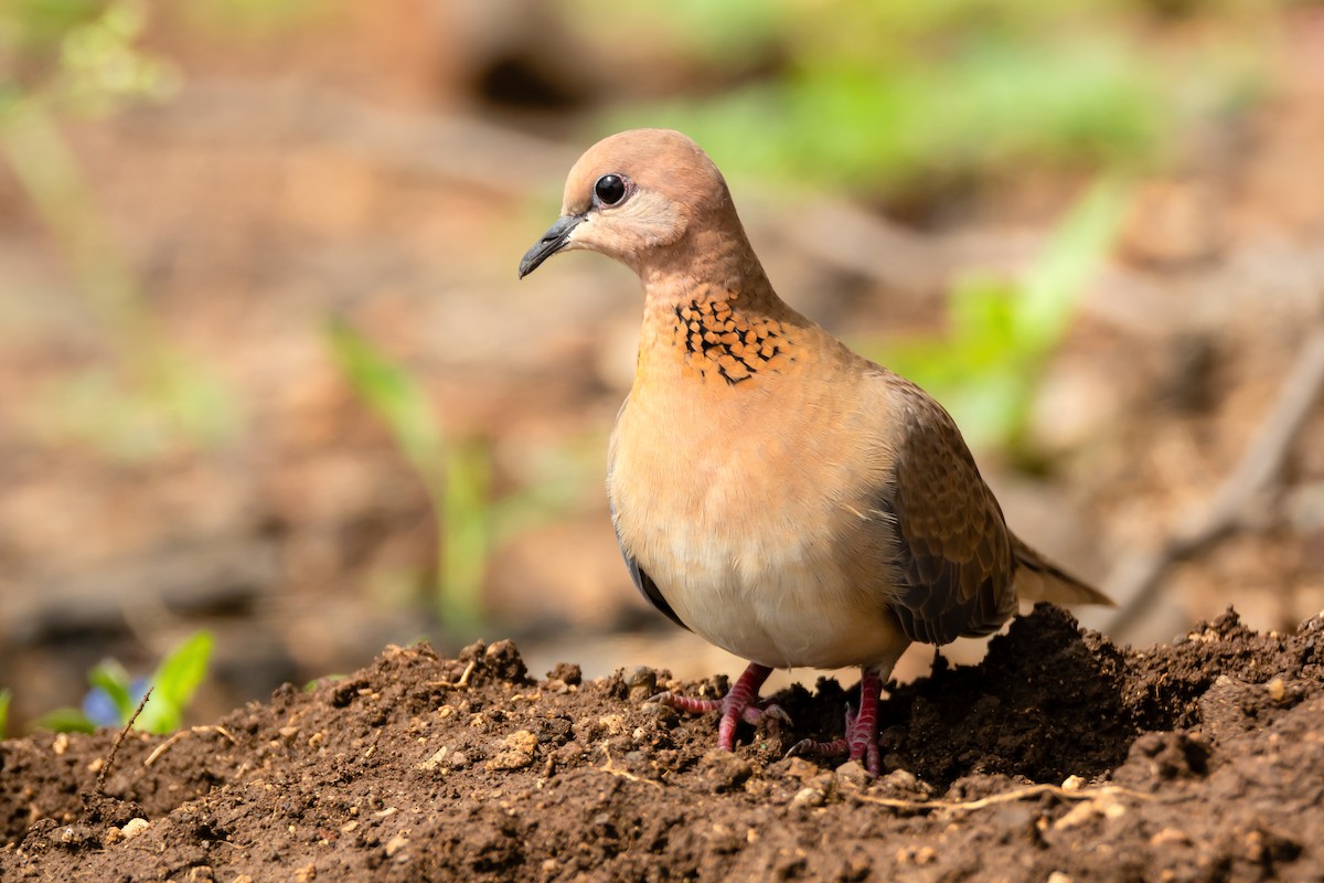 Laughing Dove - ML183116231