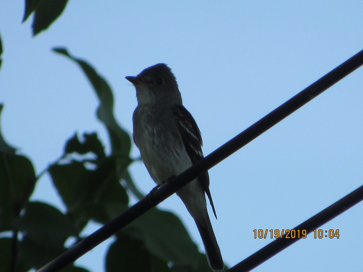 Eastern Wood-Pewee - ML183116601