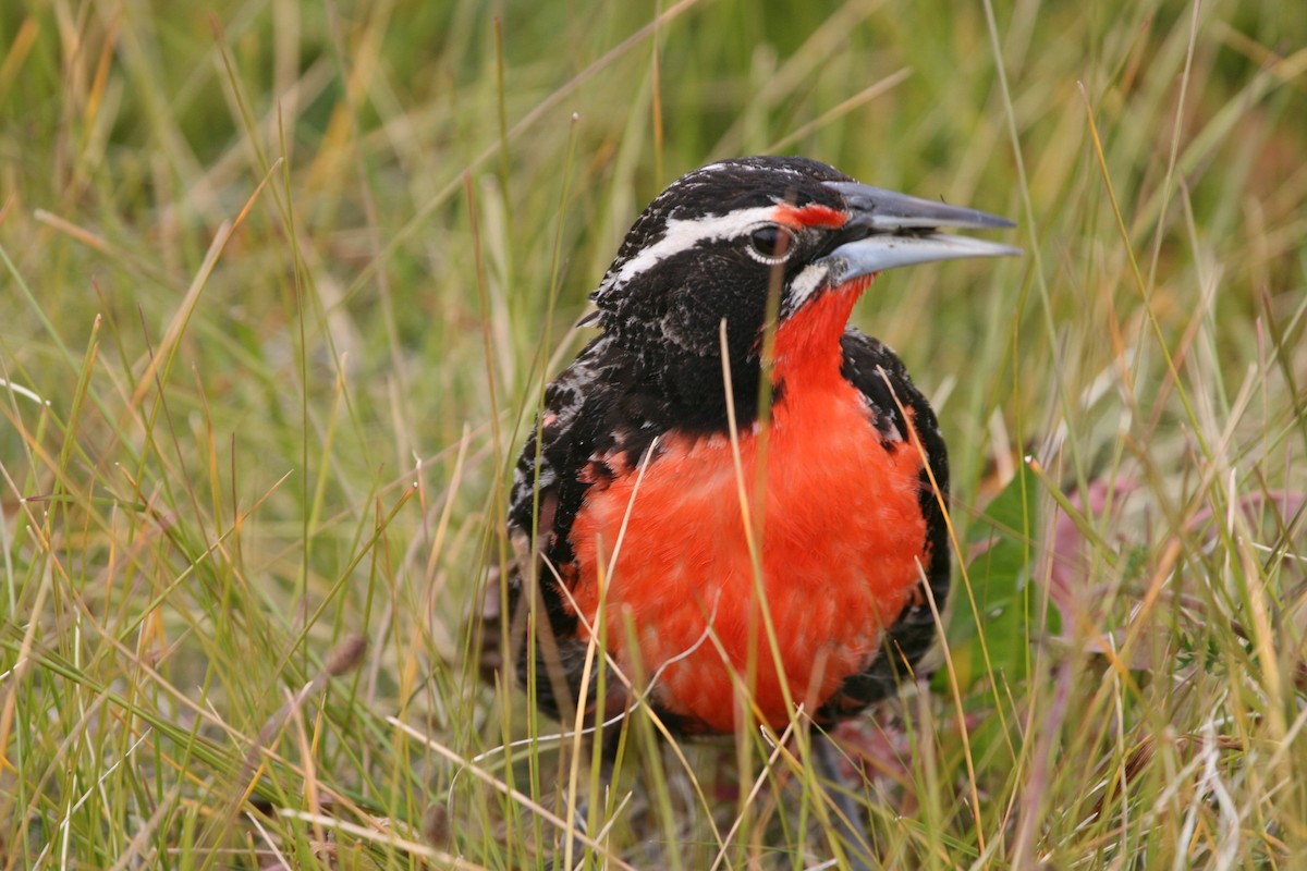 Long-tailed Meadowlark - ML183116621