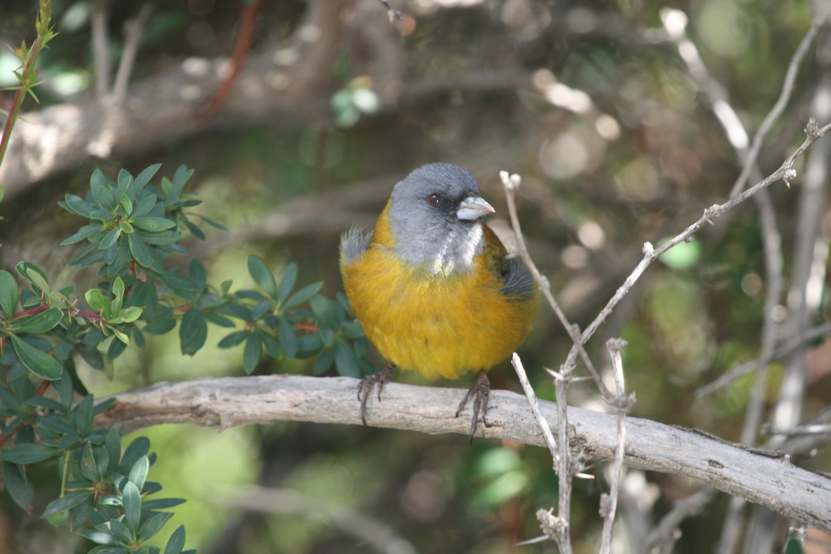 Patagonian Sierra Finch - ML183116661