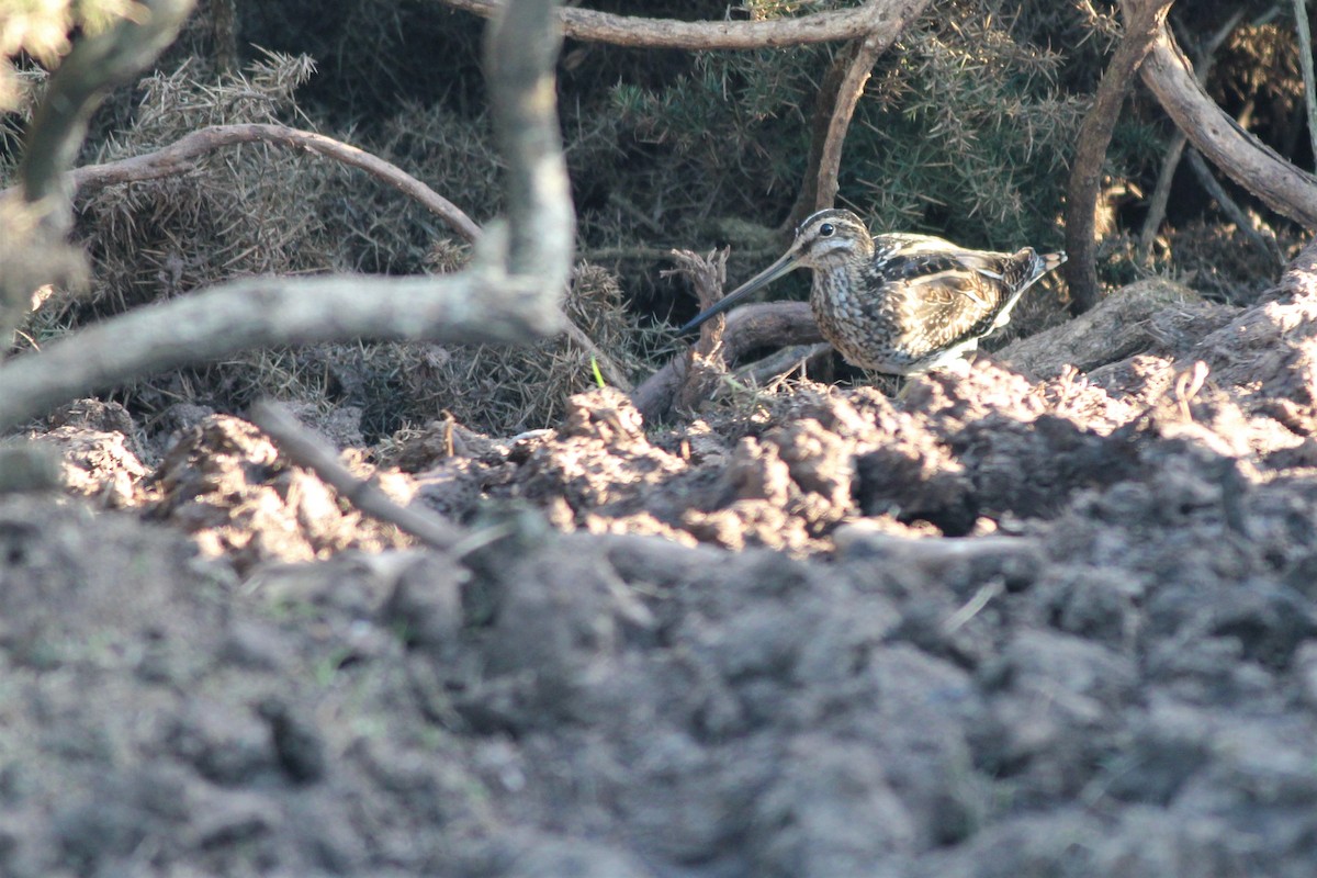 田鷸 - ML183117171