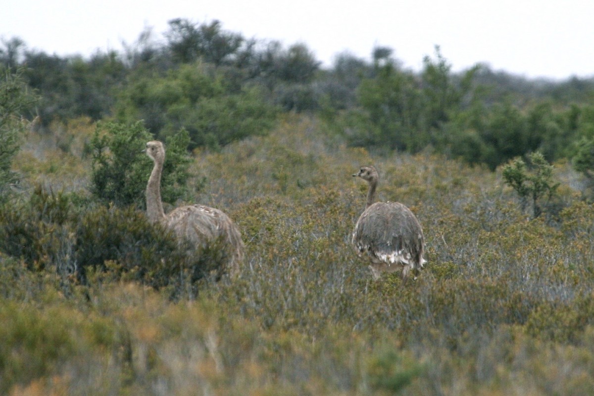 Lesser Rhea - ML183117441