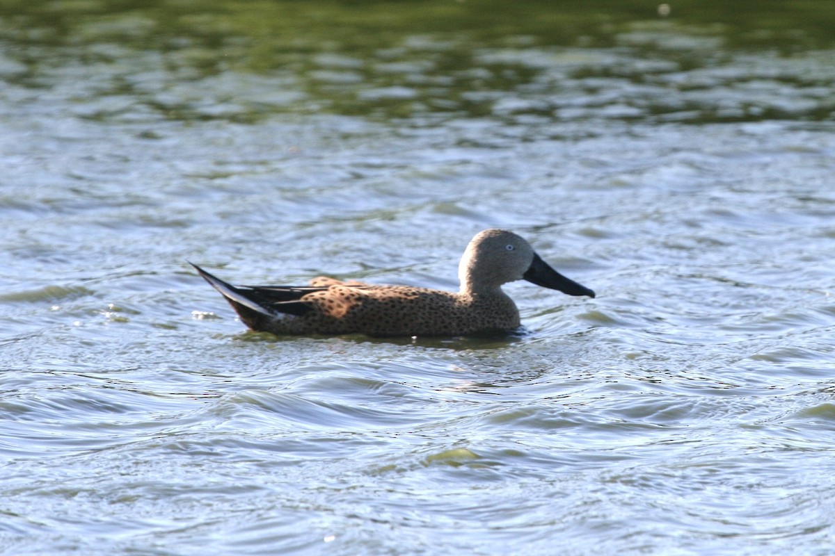 Red Shoveler - ML183117471