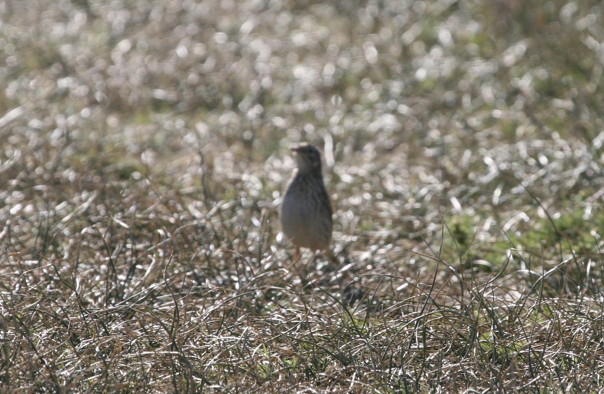 Correndera Pipit - ML183117511