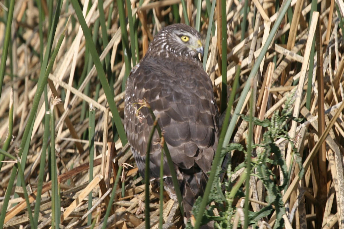 Cinereous Harrier - ML183117521