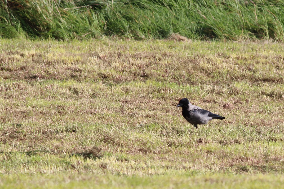Hooded Crow - ML183118021