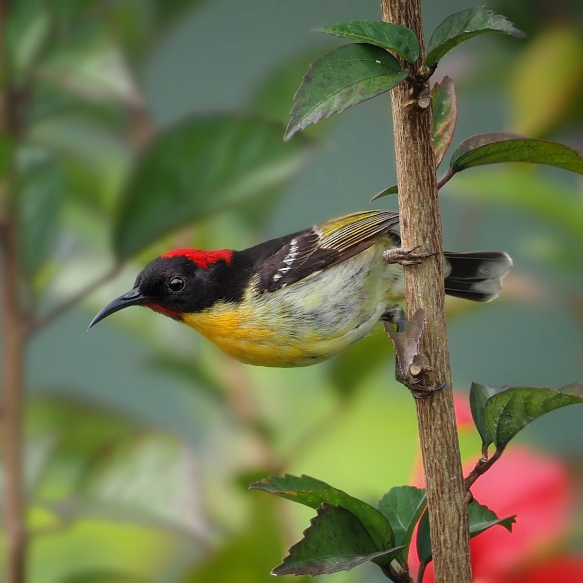 Orange-breasted Myzomela - ML183118661