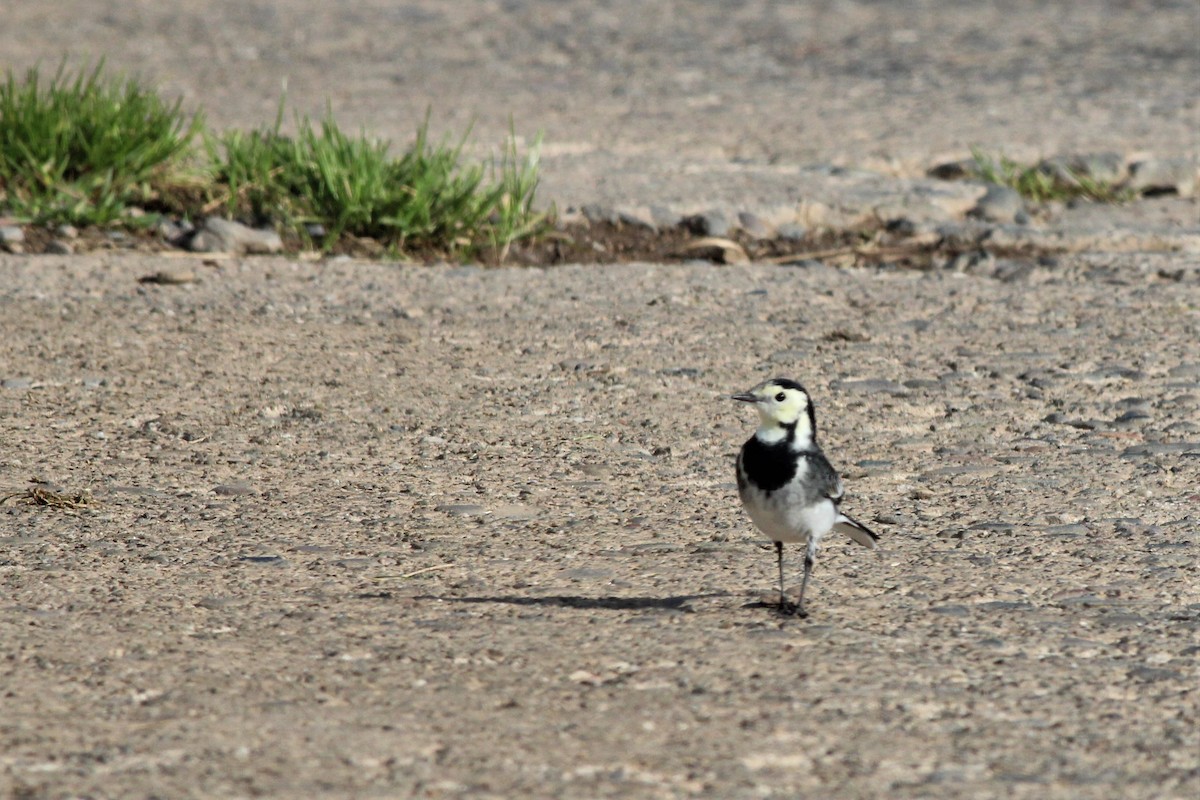 白鶺鴒(yarrellii) - ML183119151