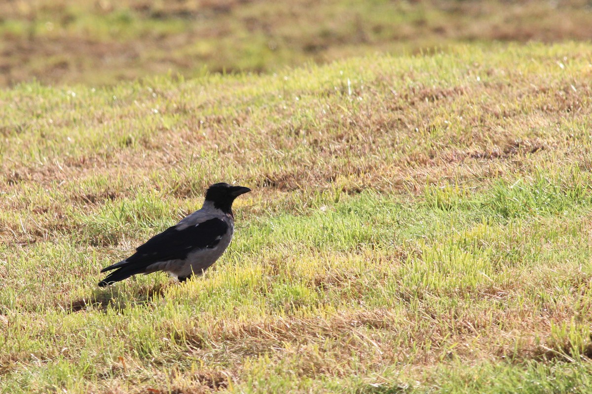 Hooded Crow - ML183119411