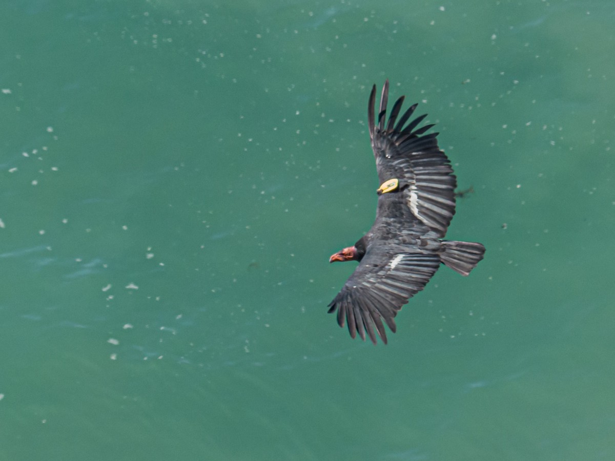 California Condor - Eden Fontes