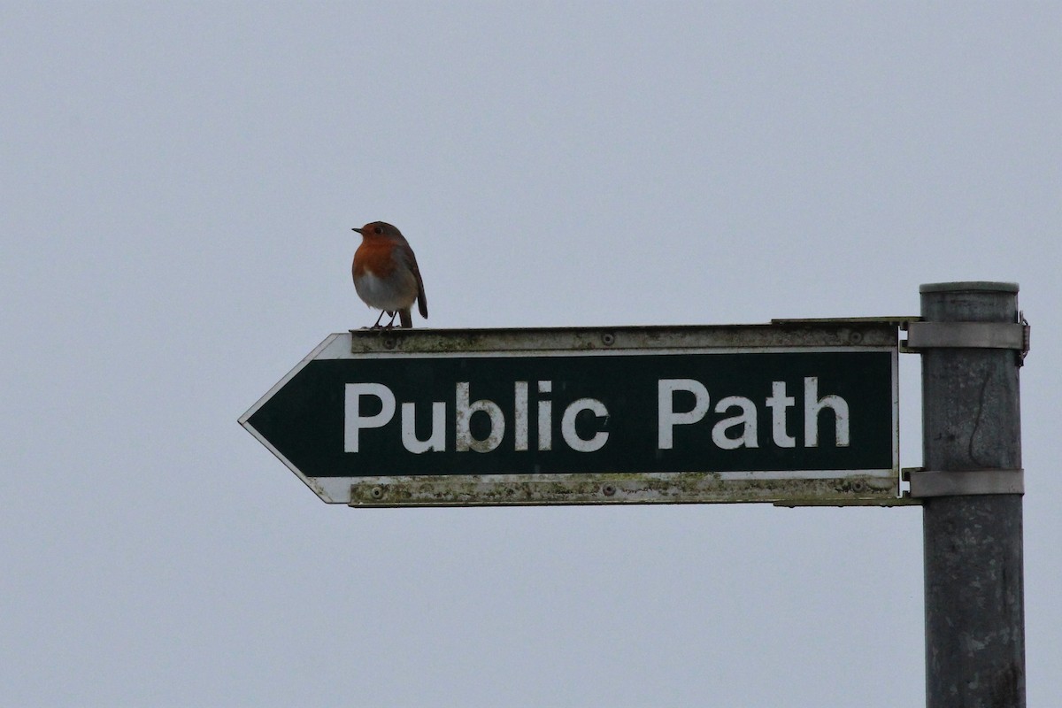 European Robin - ML183122121