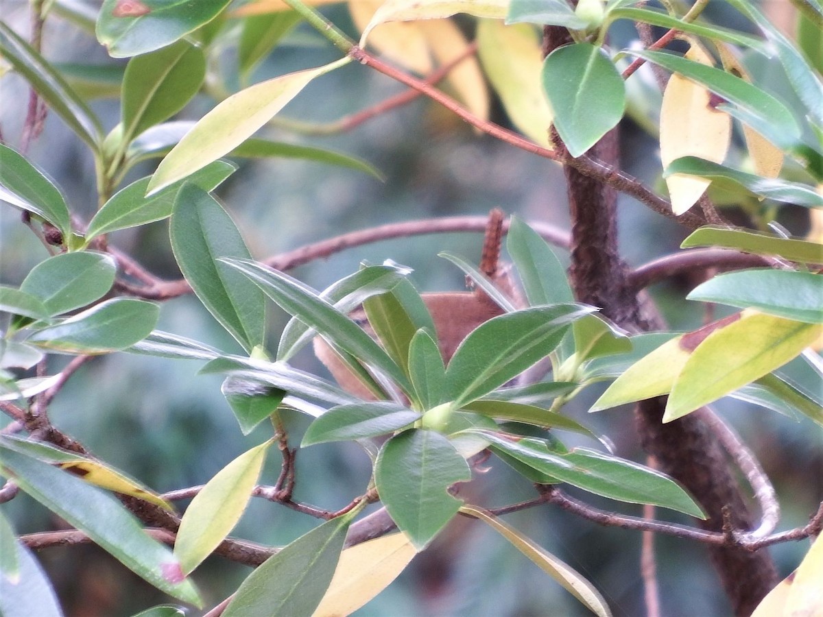 Carolina Wren - ML183122201