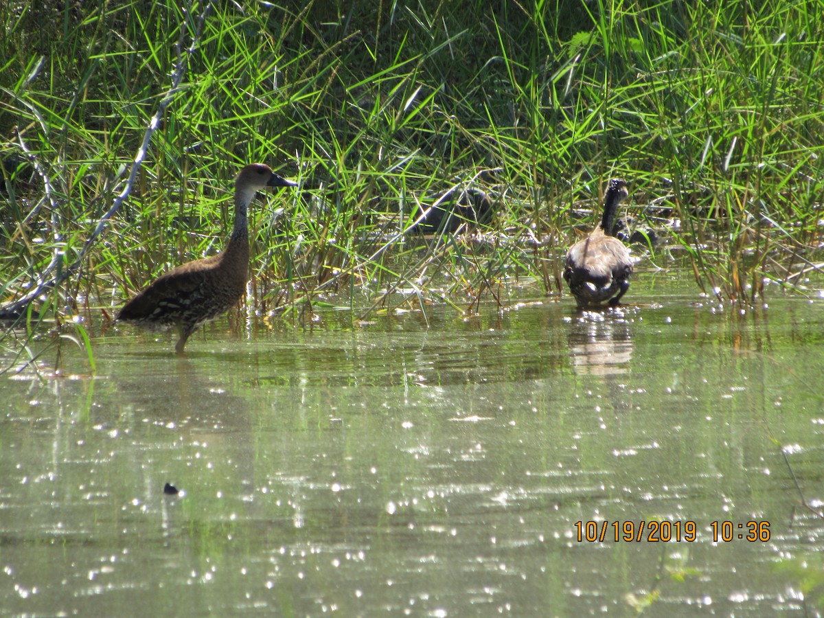 West Indian Whistling-Duck - ML183122441