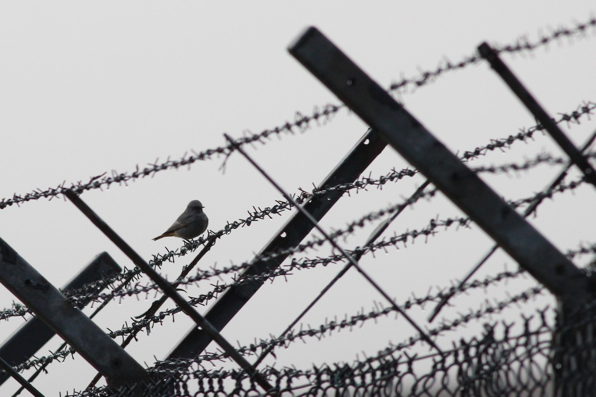 赭紅尾鴝 - ML183122851