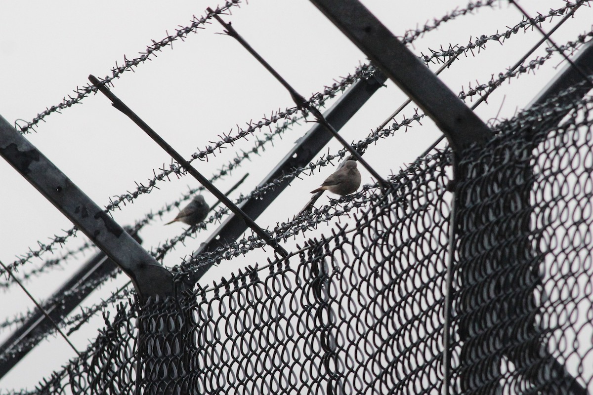 赭紅尾鴝 - ML183122871