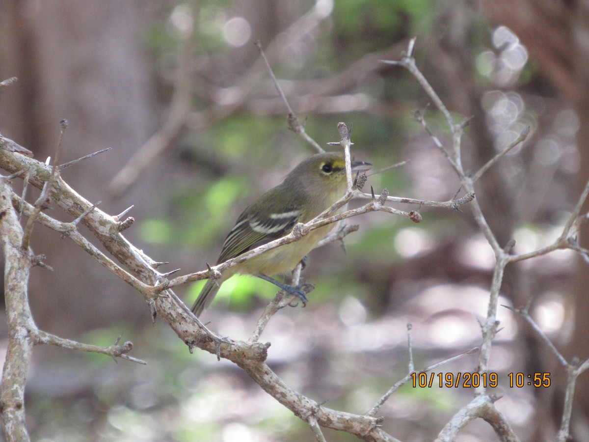 Thick-billed Vireo - ML183123231