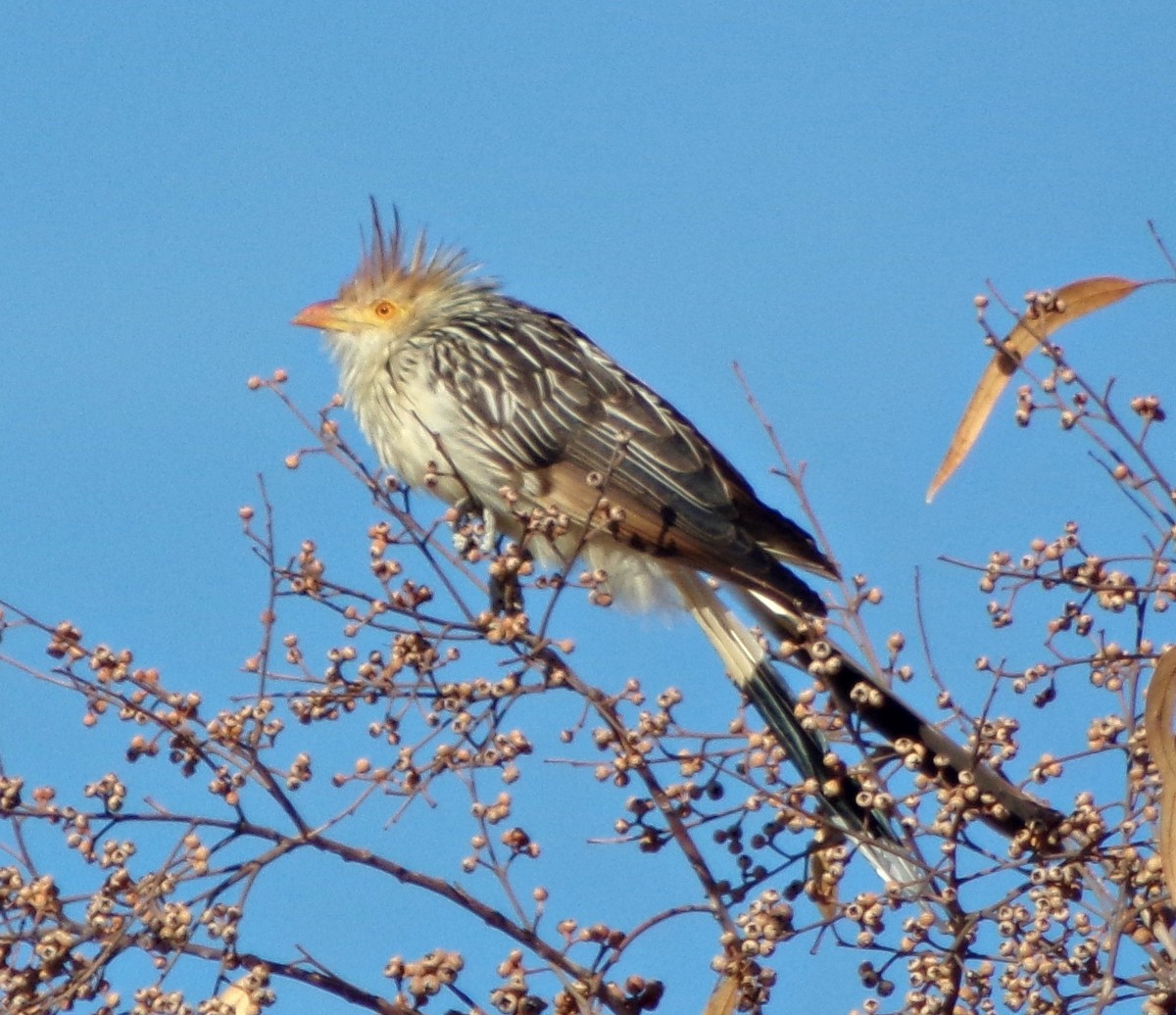 Guira Cuckoo - ML183123271