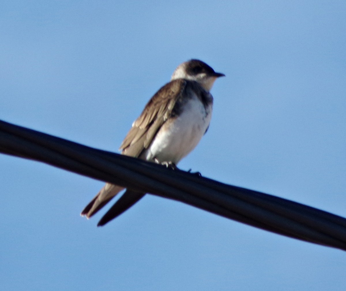 Brown-chested Martin - ML183123351