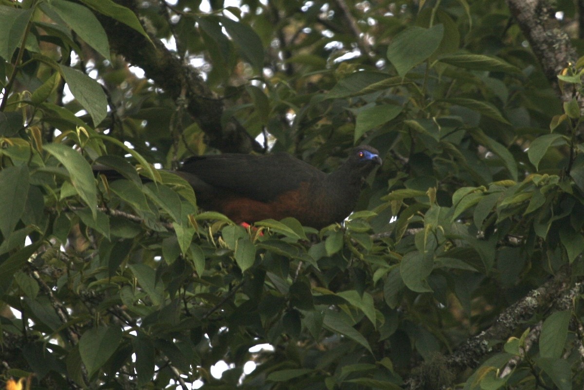Sickle-winged Guan - ML183123711