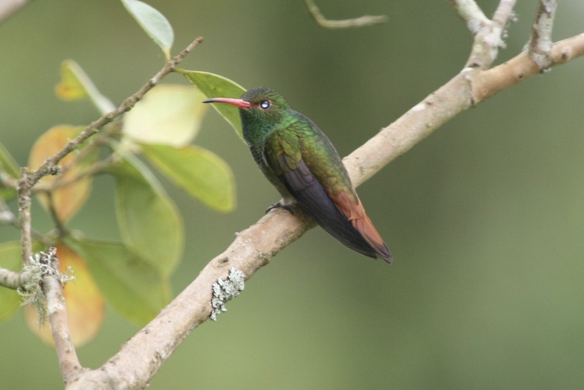 Rufous-tailed Hummingbird - ML183123831