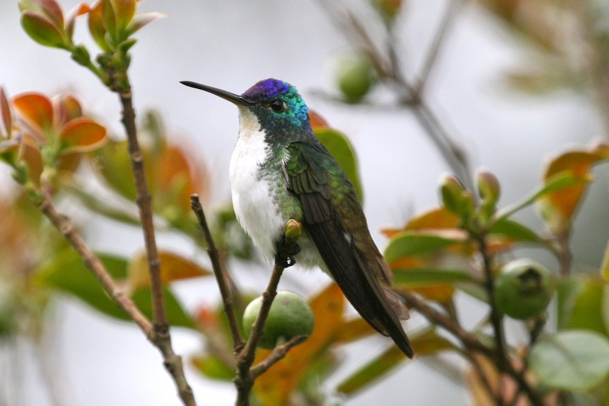 Andean Emerald - ML183123851