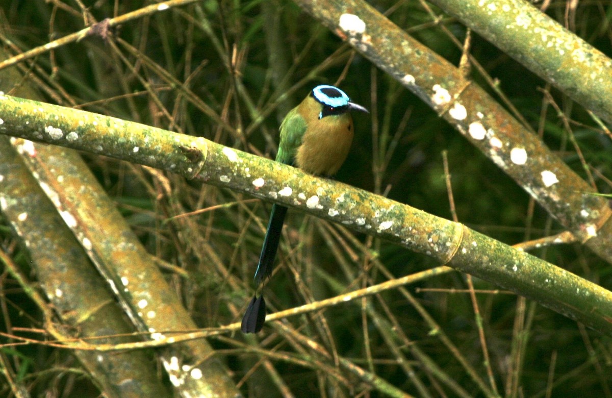 Andean Motmot - ML183124031