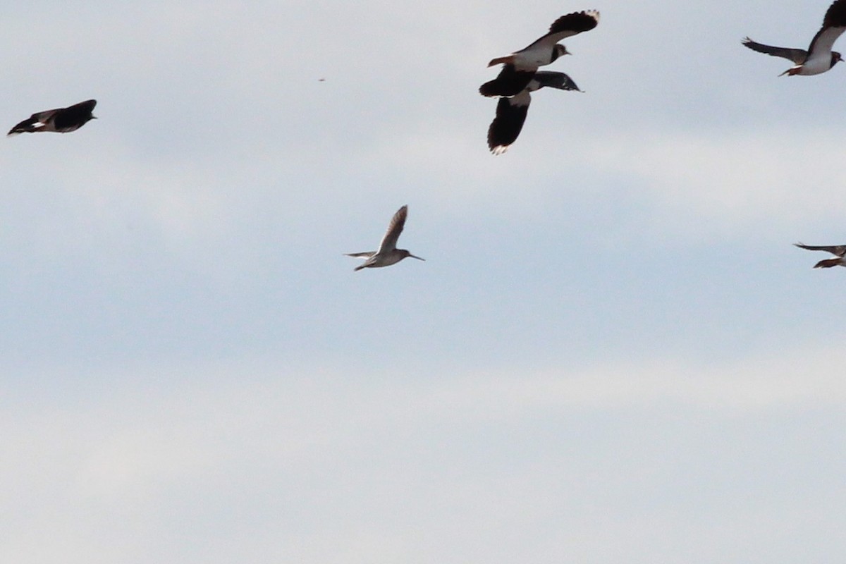 長嘴半蹼鷸 - ML183124051