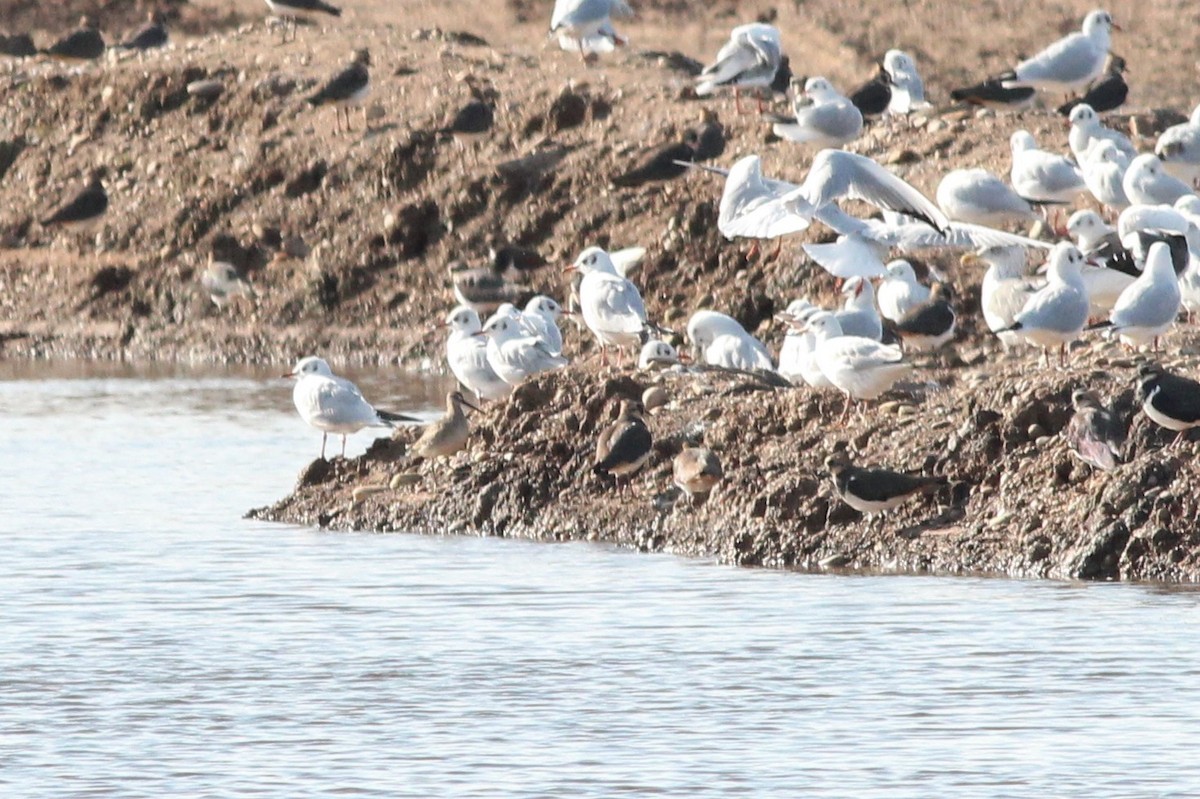 長嘴半蹼鷸 - ML183124061