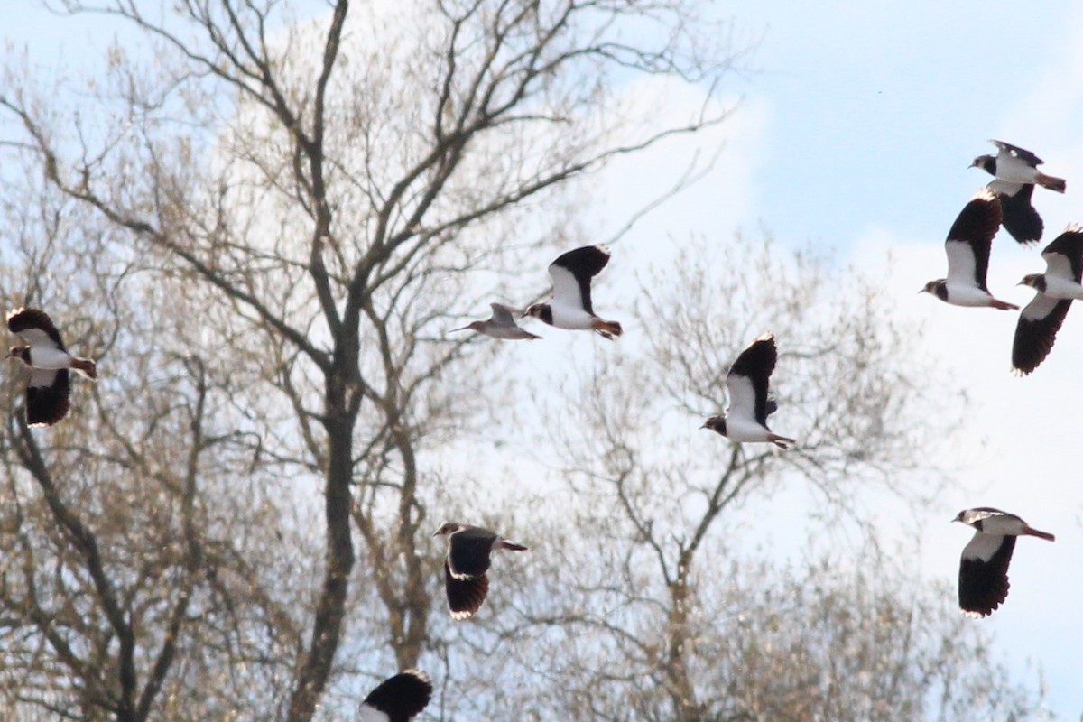 長嘴半蹼鷸 - ML183124071