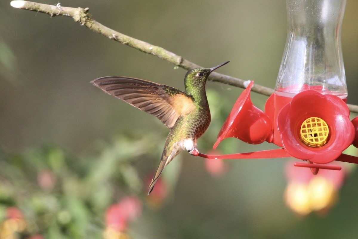 Buff-tailed Coronet - ML183124081