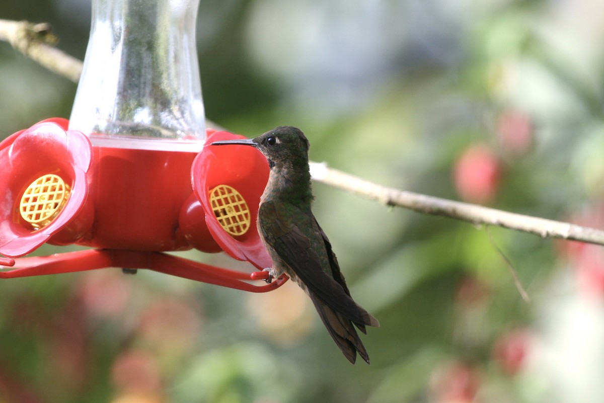 Fawn-breasted Brilliant - ML183124091