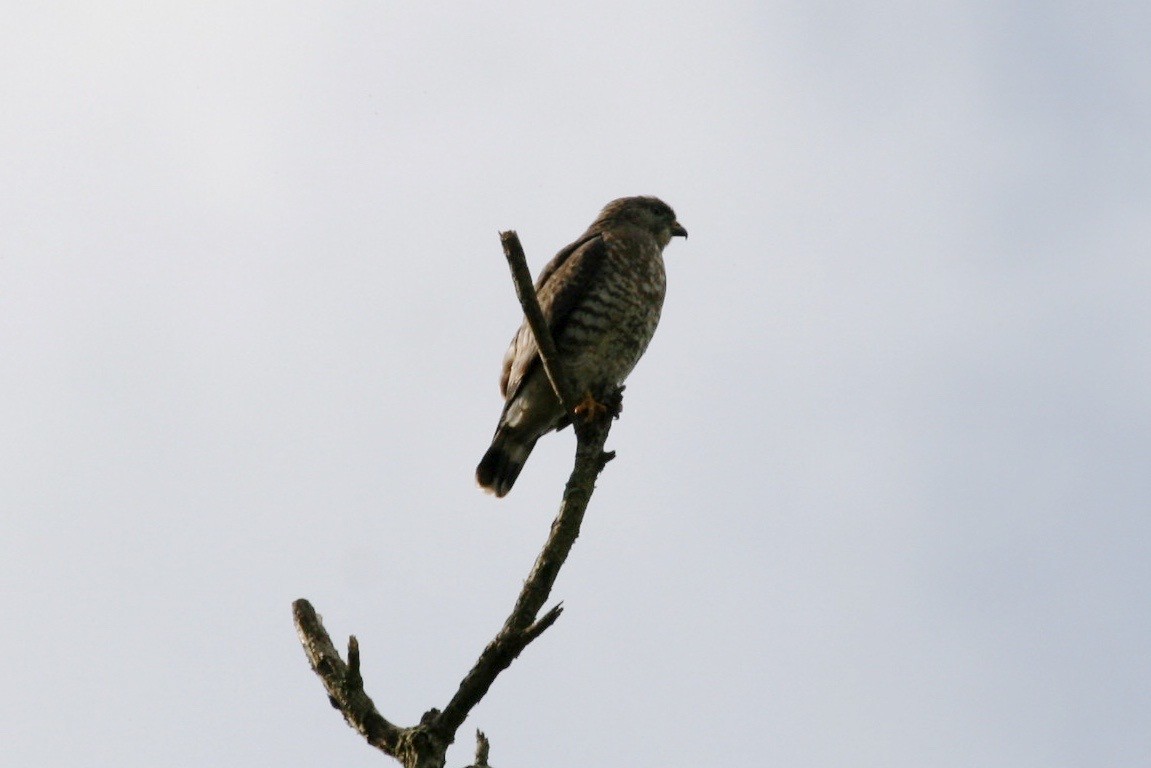 Broad-winged Hawk - ML183124121