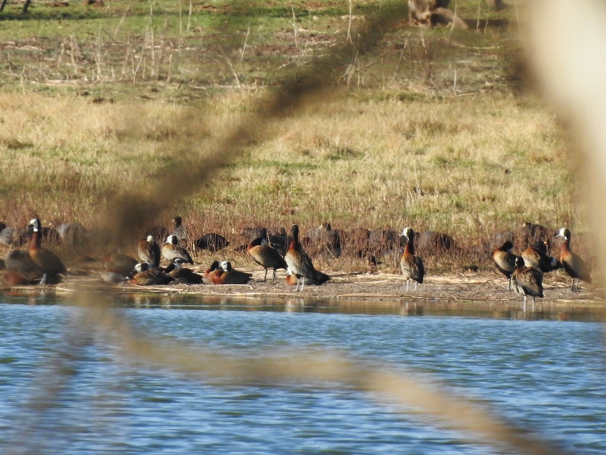 White-faced Whistling-Duck - Alicia Mayor