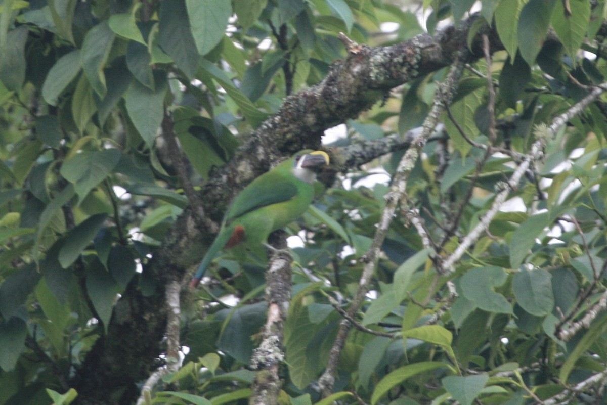 Southern Emerald-Toucanet - ML183124171