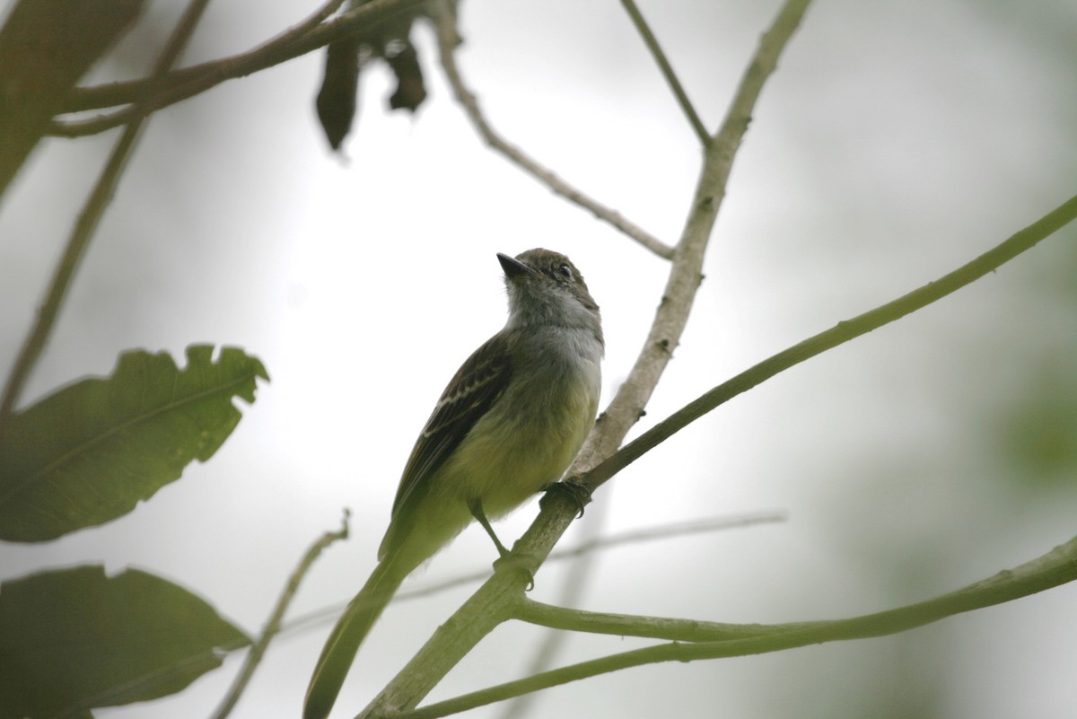 Pale-edged Flycatcher - ML183124191