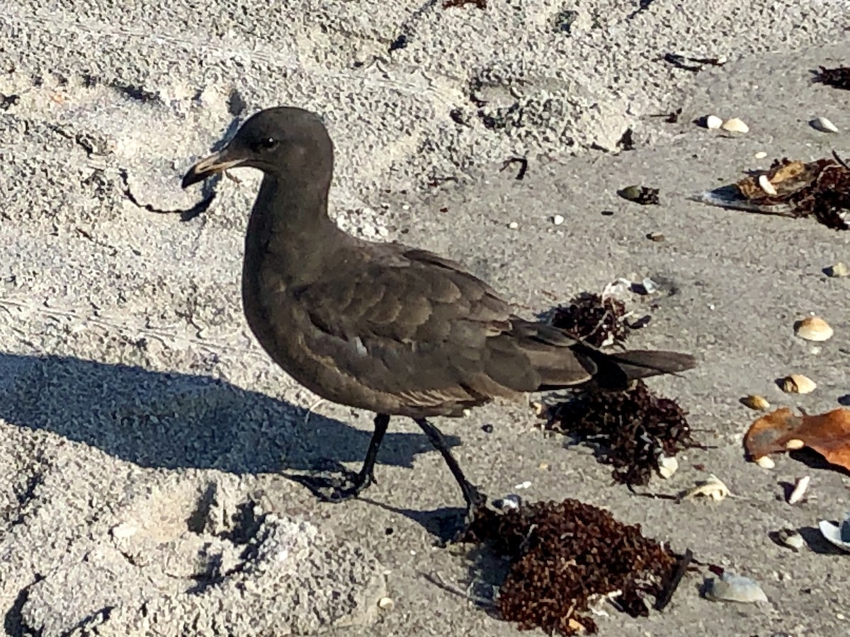 Heermann's Gull - ML183124271