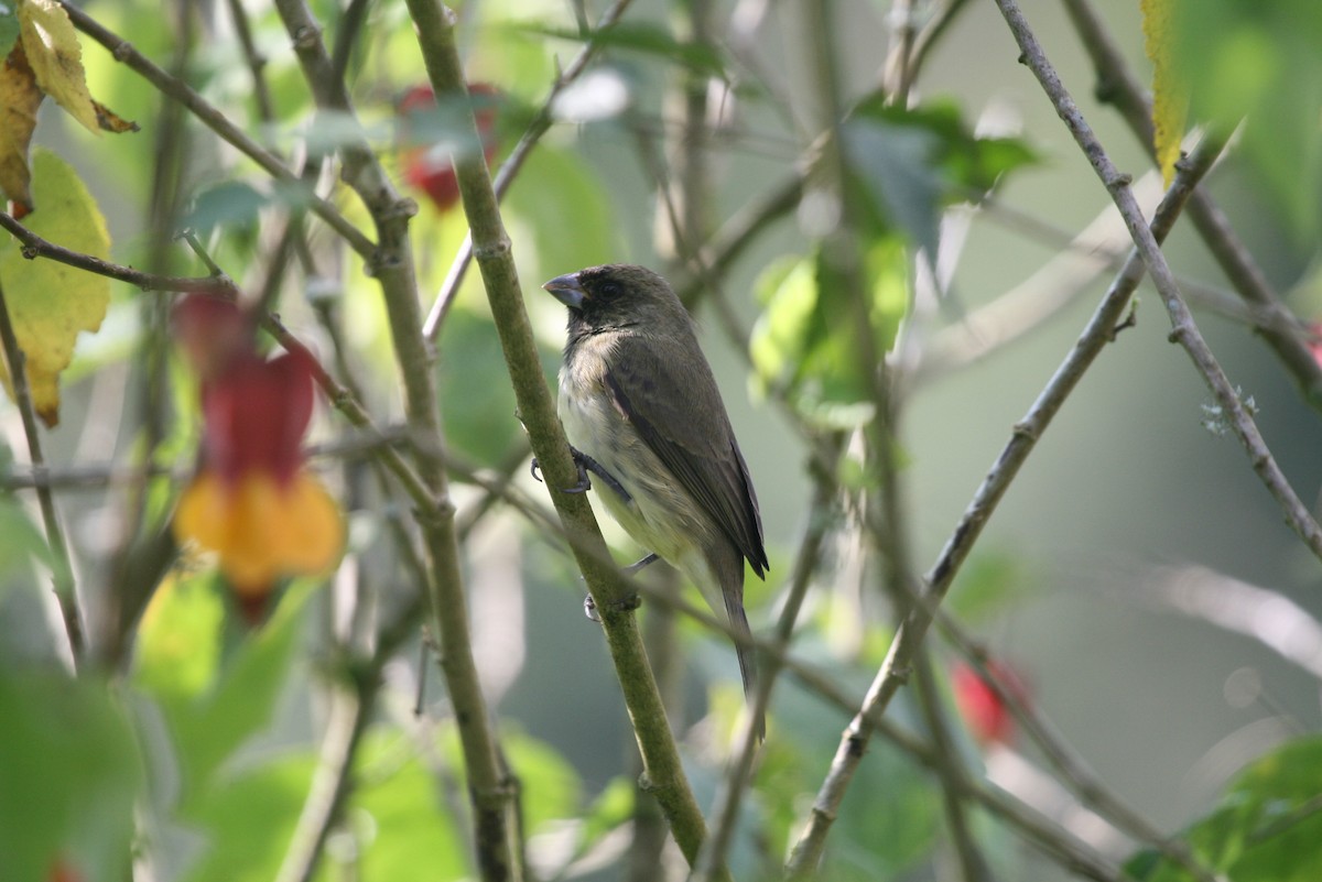 Yellow-bellied Seedeater - ML183124551