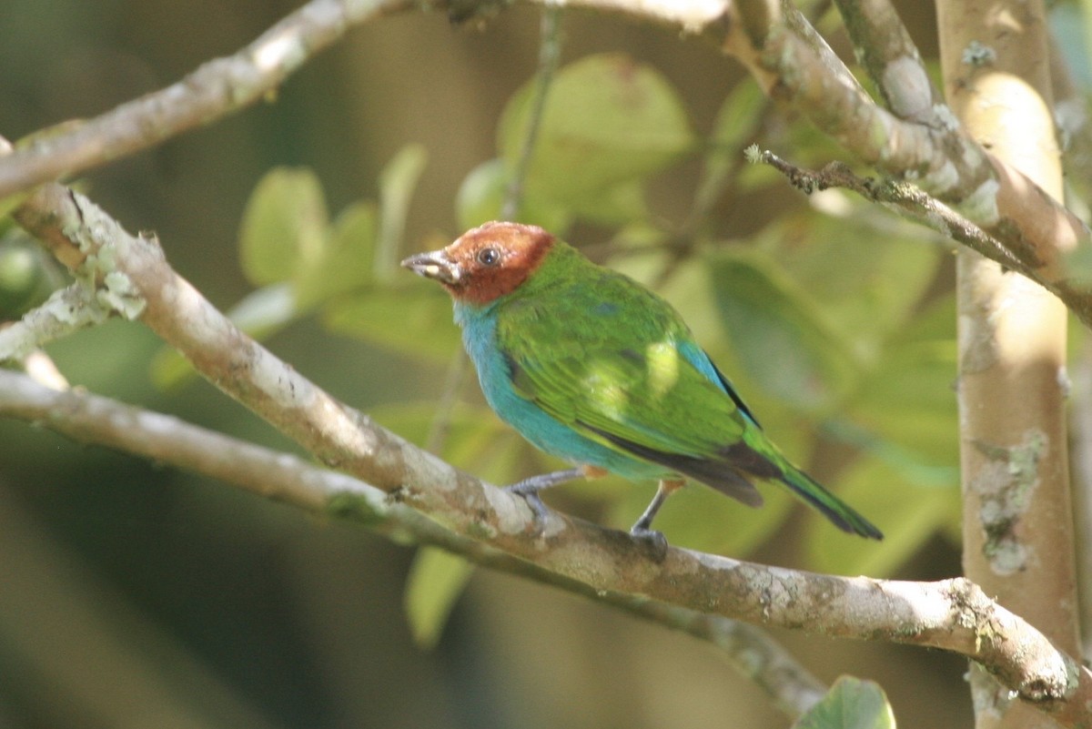 Bay-headed Tanager - ML183124591