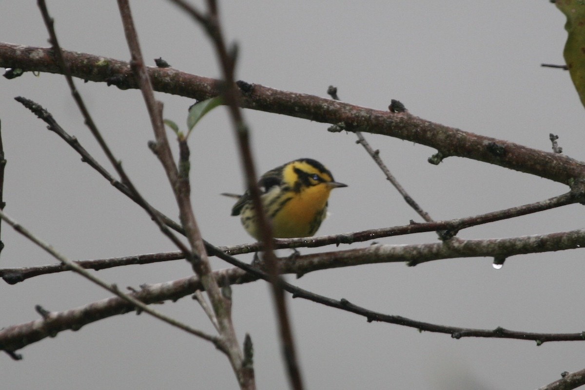 Blackburnian Warbler - ML183124641