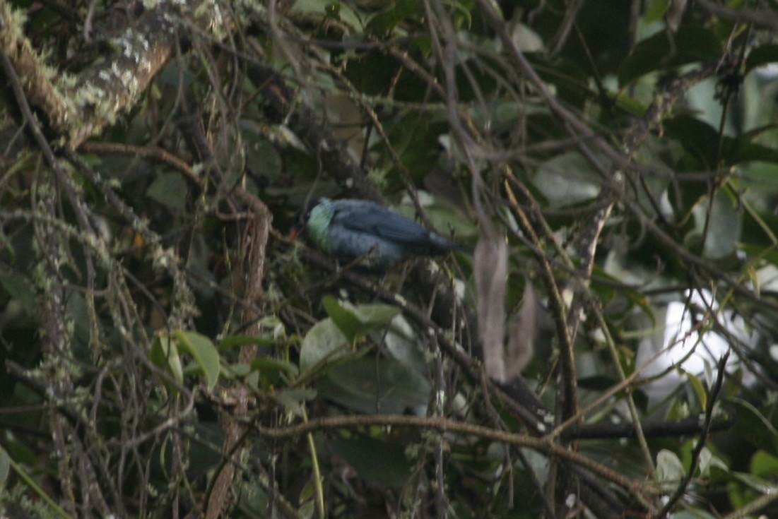 Black-capped Tanager - ML183124671