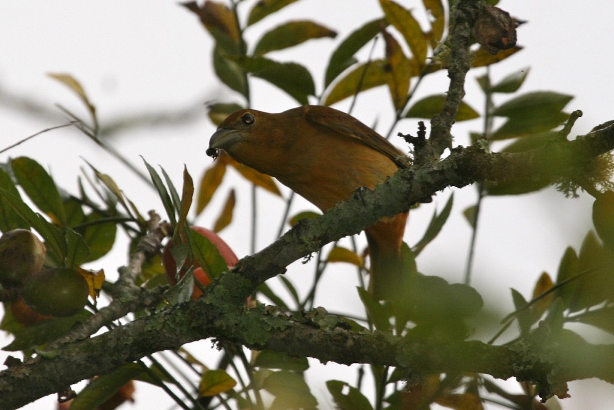 Summer Tanager - ML183124801