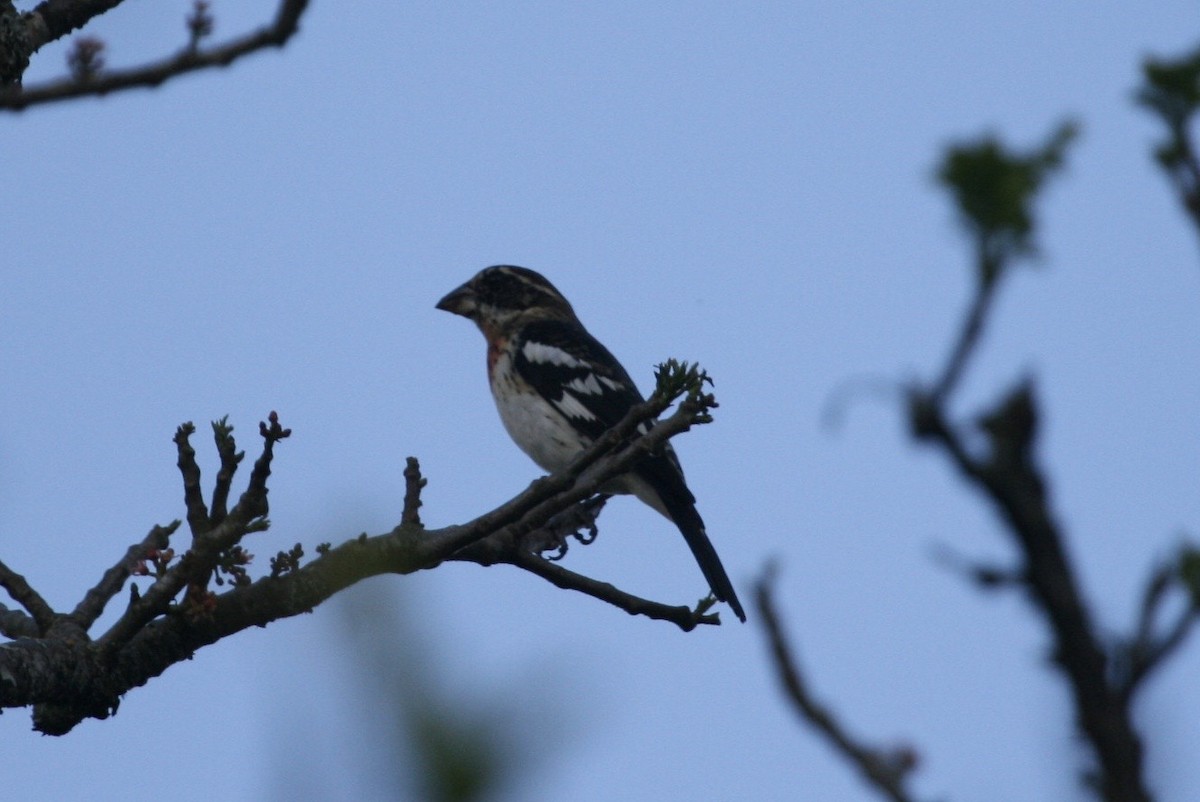 Rose-breasted Grosbeak - ML183124831