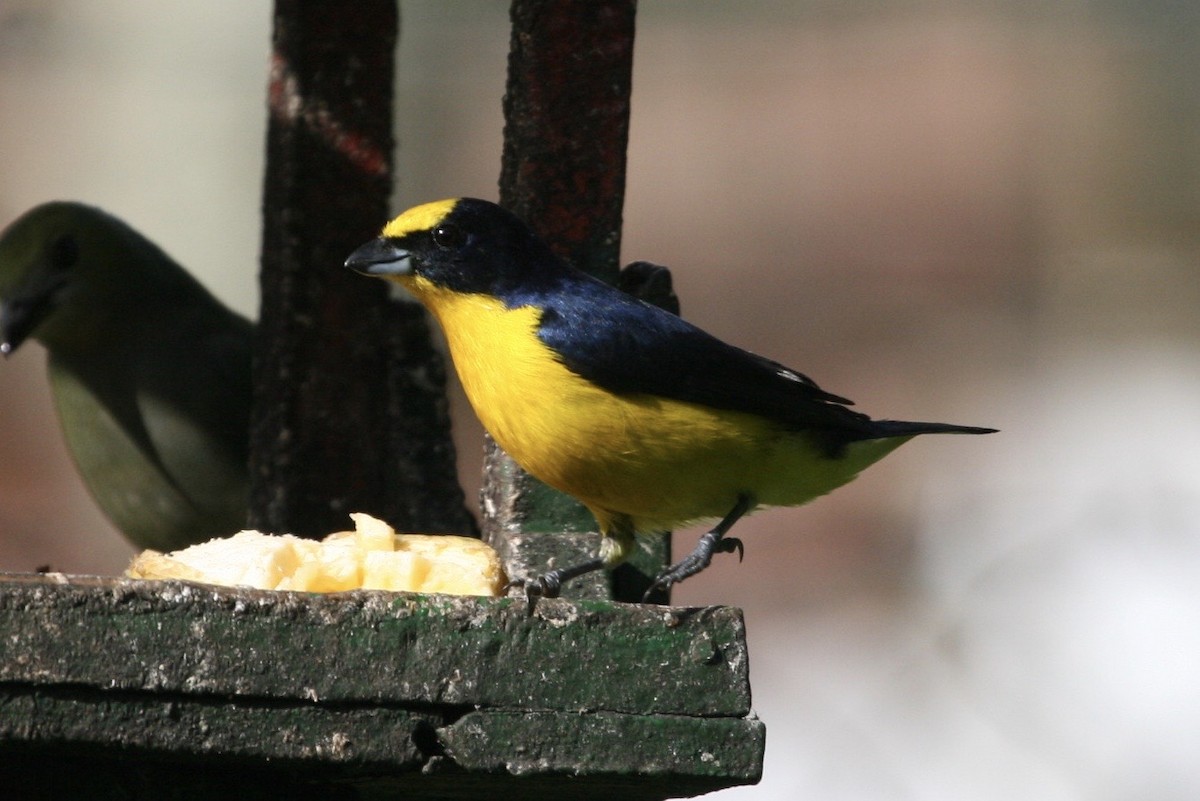 Thick-billed Euphonia - ML183124891