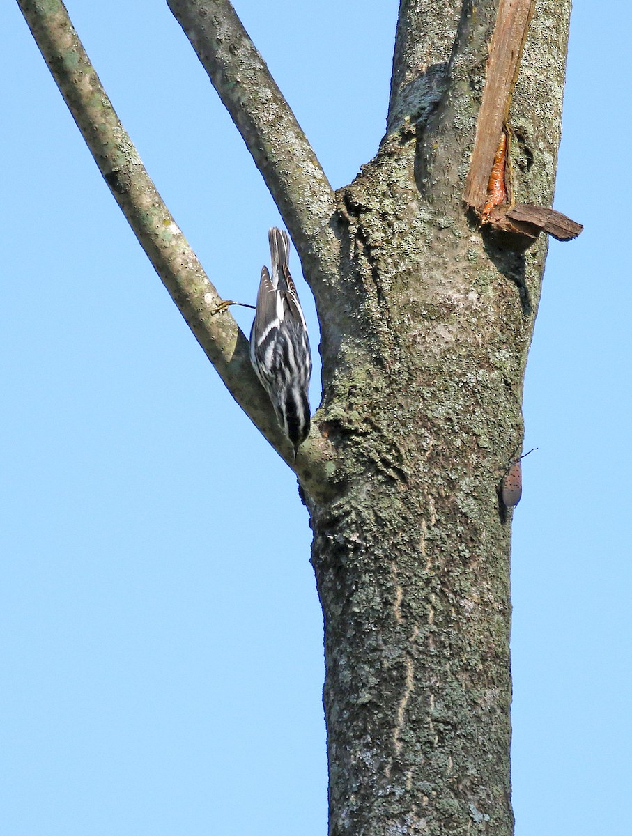 Black-and-white Warbler - ML183124921