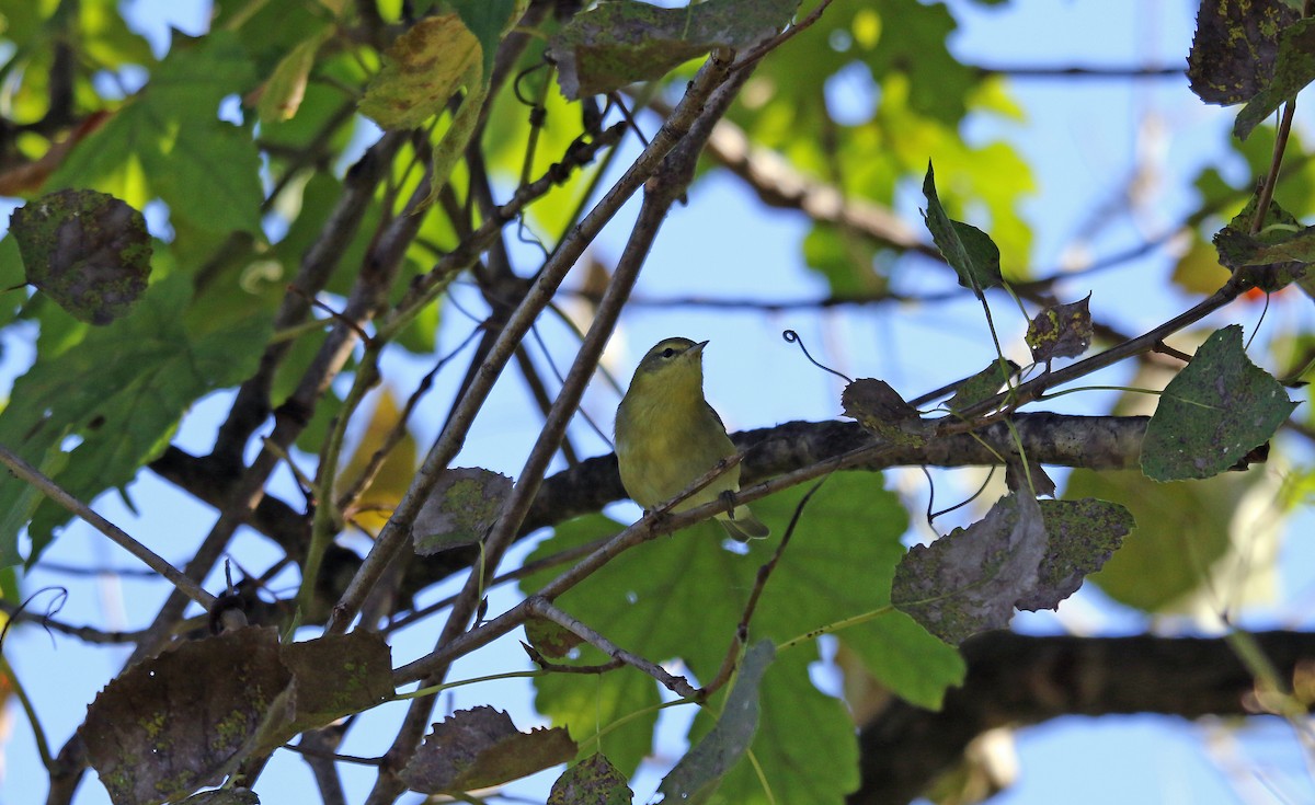 Tennessee Warbler - Denise Bittle